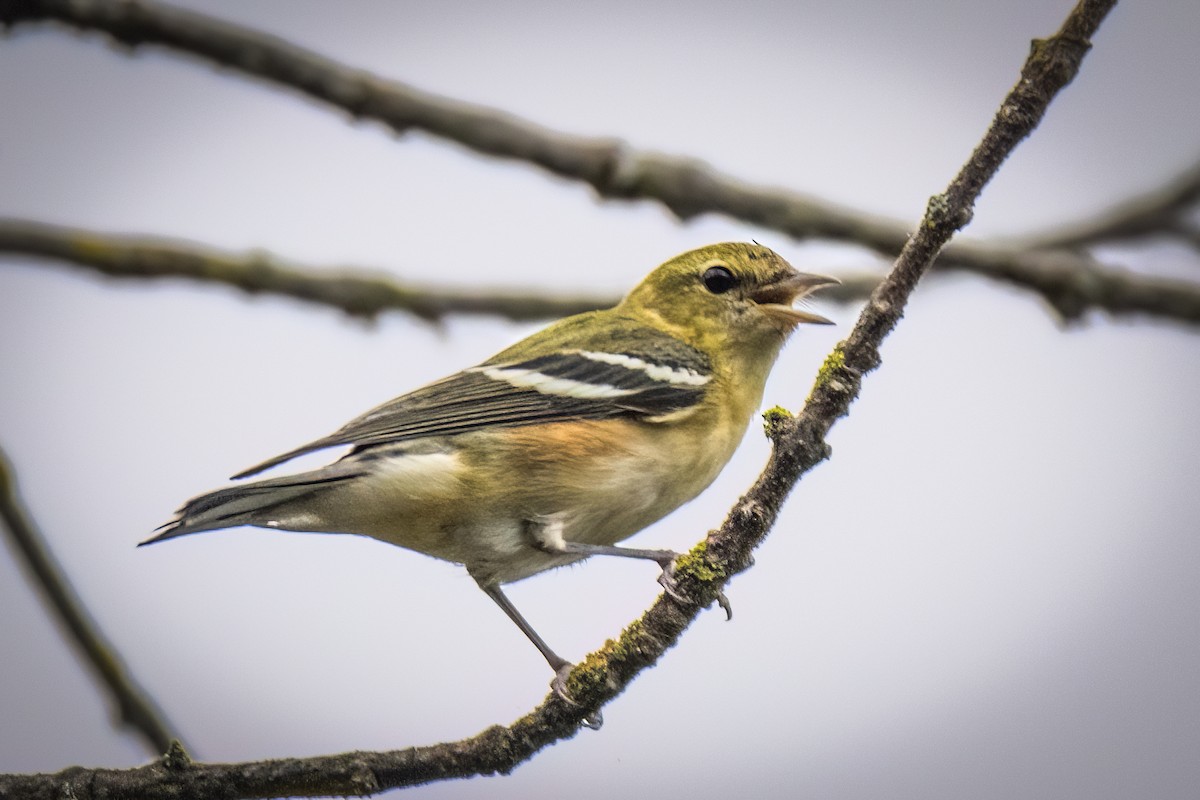 Bay-breasted Warbler - ML608523925