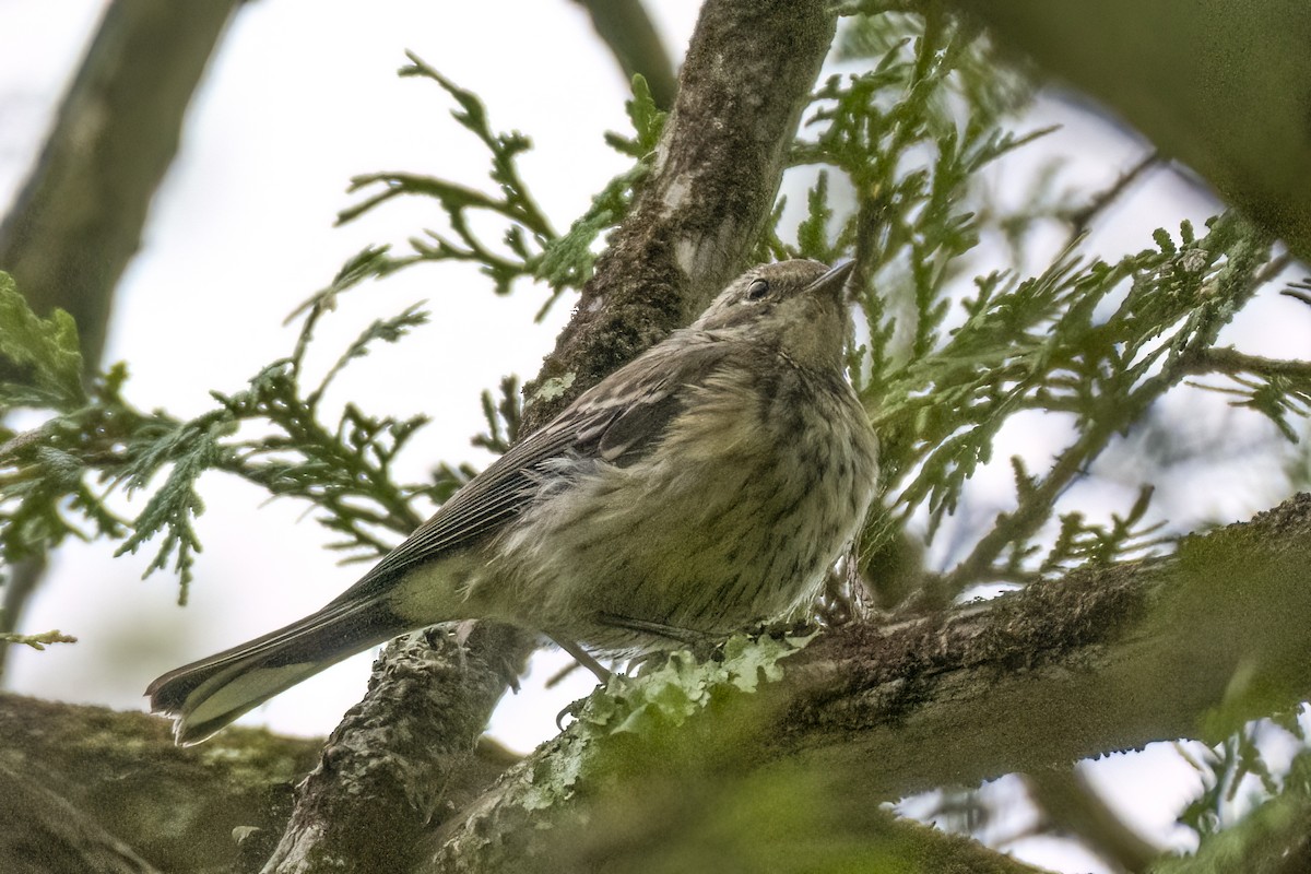 Yellow-rumped Warbler - ML608523936