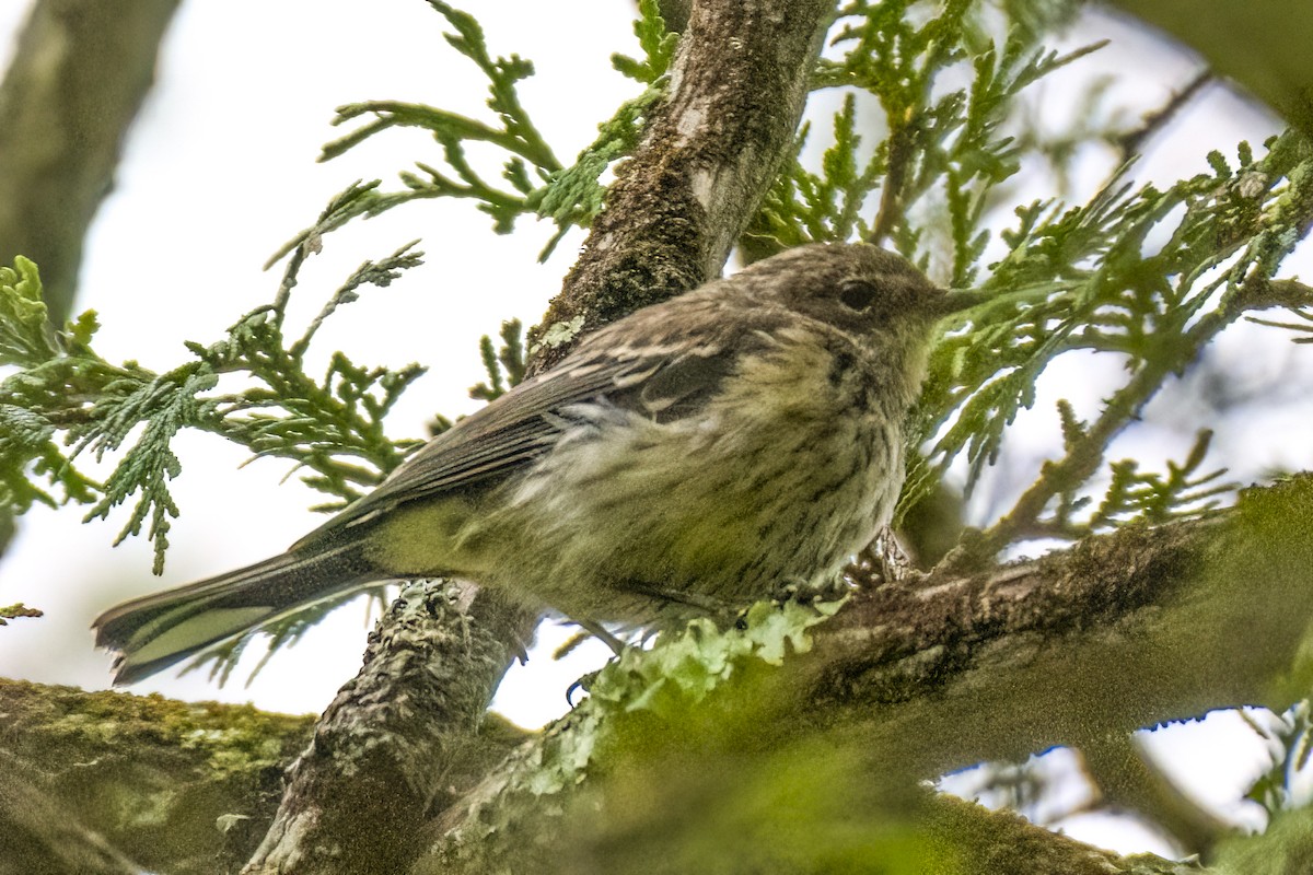 Yellow-rumped Warbler - André Beauchesne