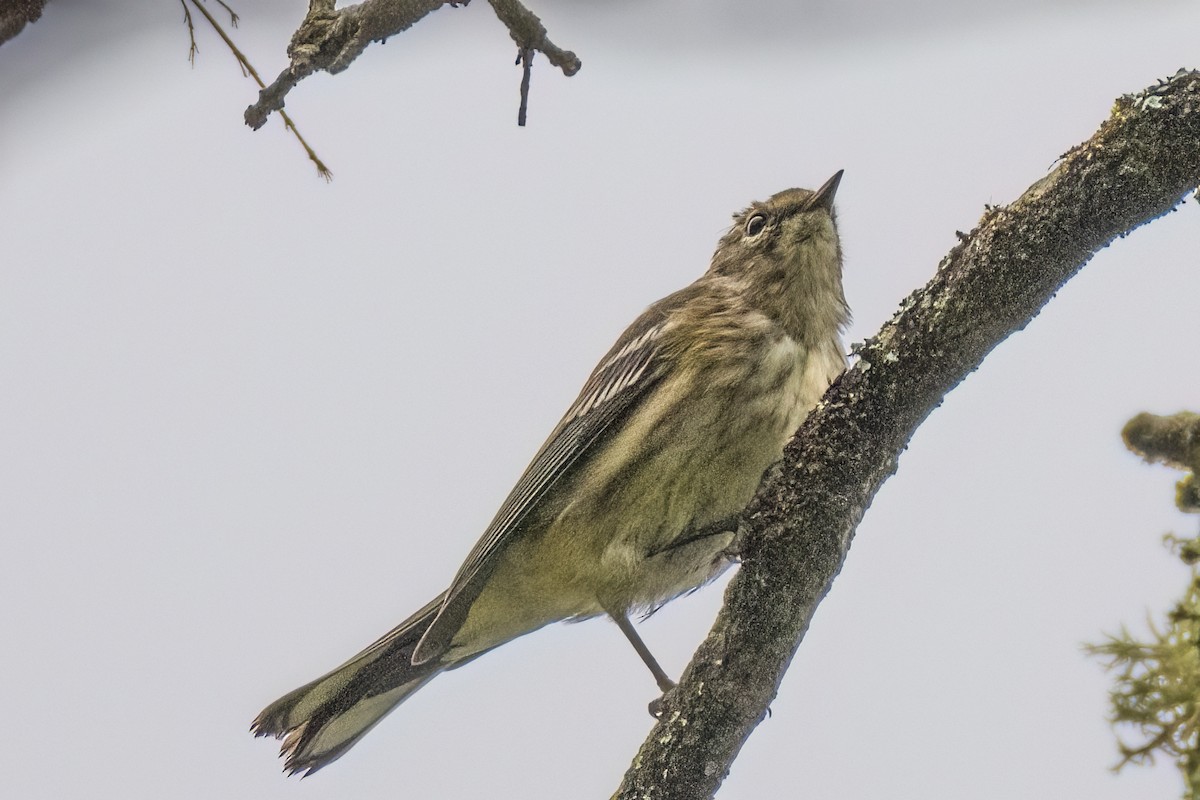 Yellow-rumped Warbler - André Beauchesne