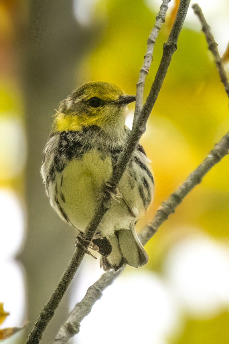 Black-throated Green Warbler - ML608523950