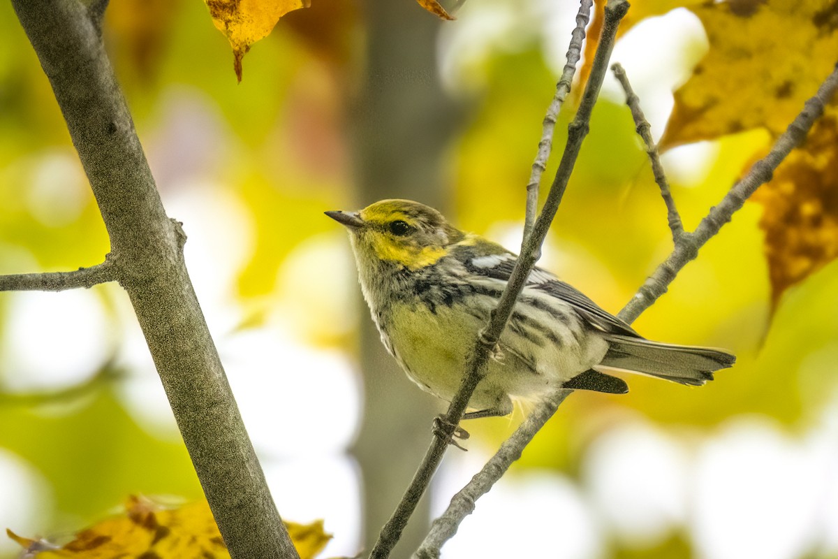 Grünmantel-Waldsänger - ML608523951