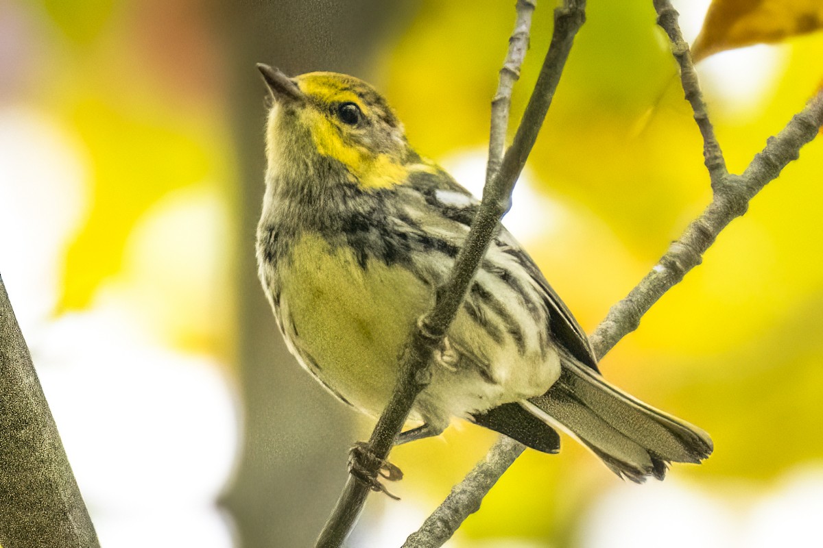 Black-throated Green Warbler - ML608523952