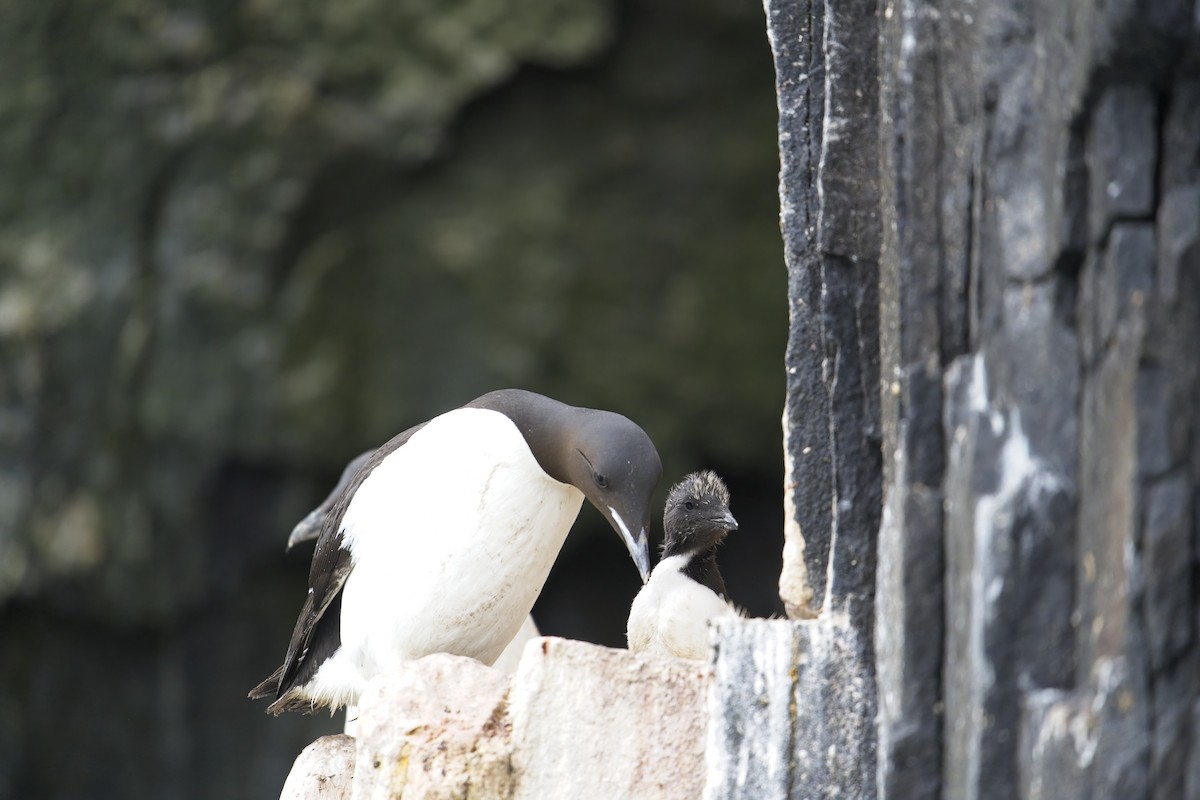 Thick-billed Murre - Andrea Barberio