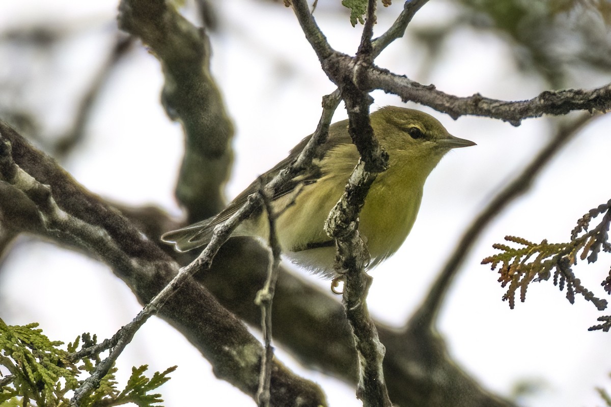 Blackpoll Warbler - ML608524279