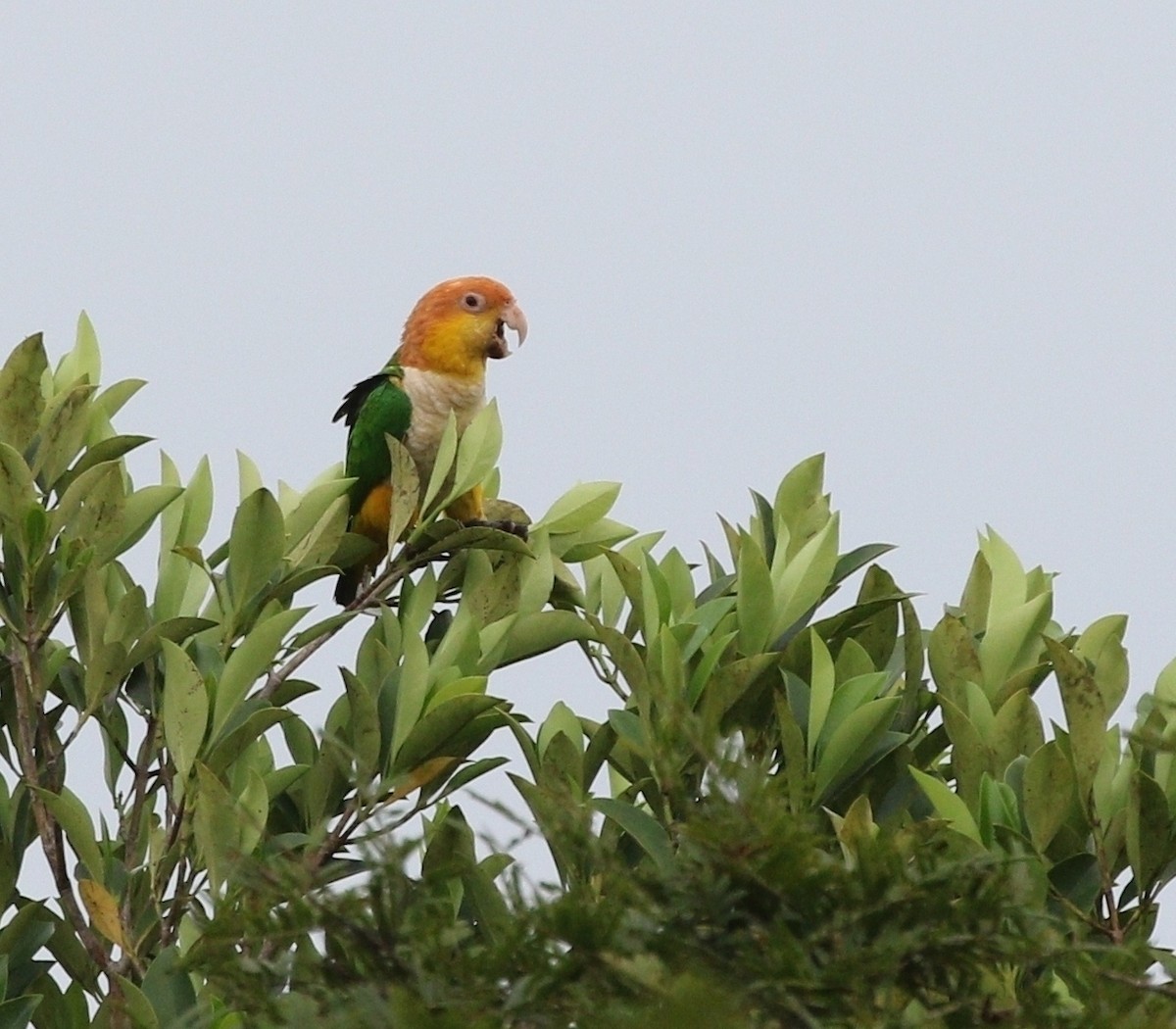 White-bellied Parrot (Black-legged) - ML608524318