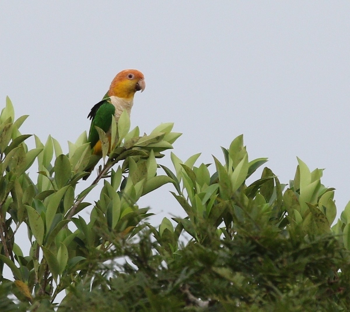 White-bellied Parrot (Black-legged) - ML608524322