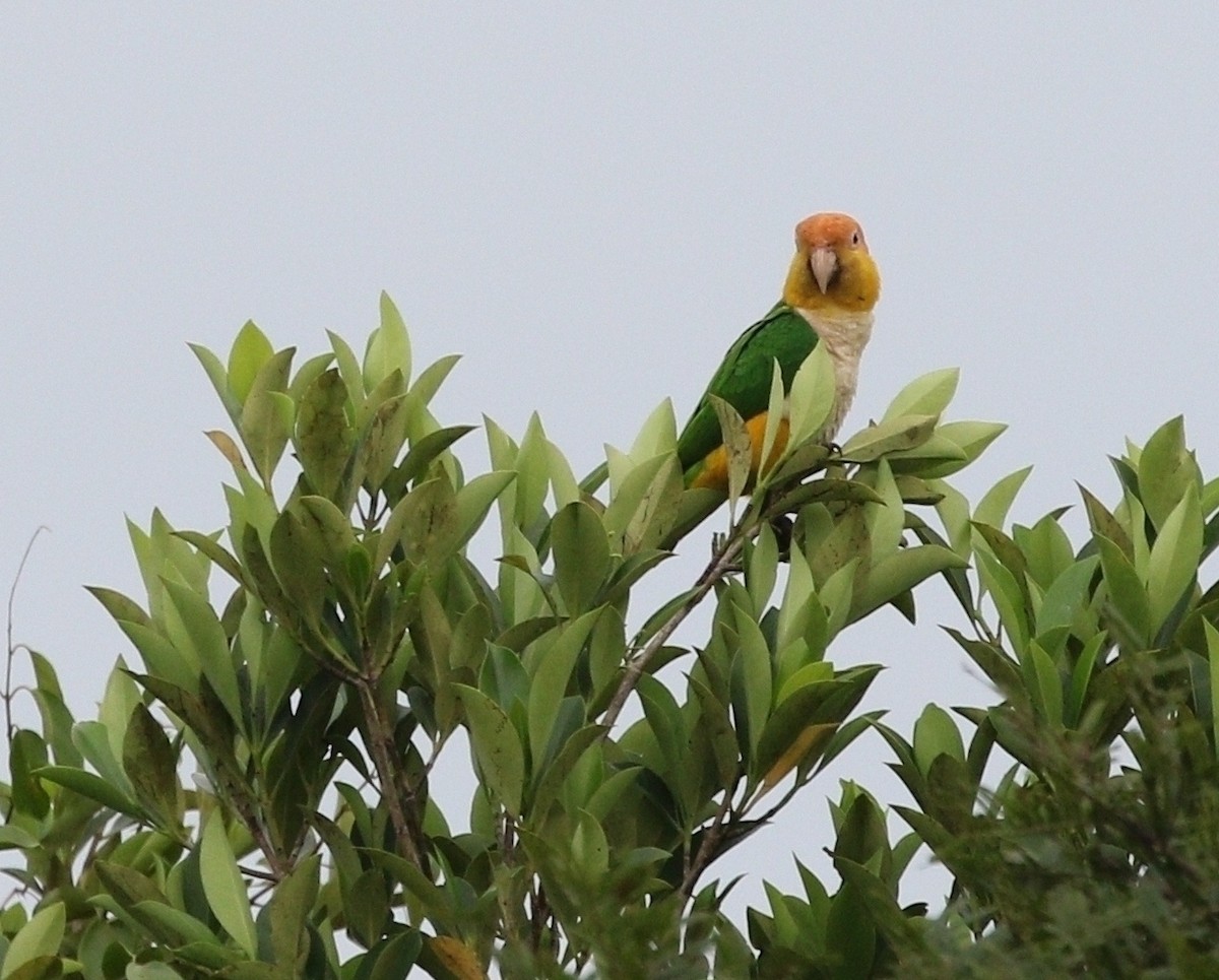 White-bellied Parrot (Black-legged) - Richard Greenhalgh