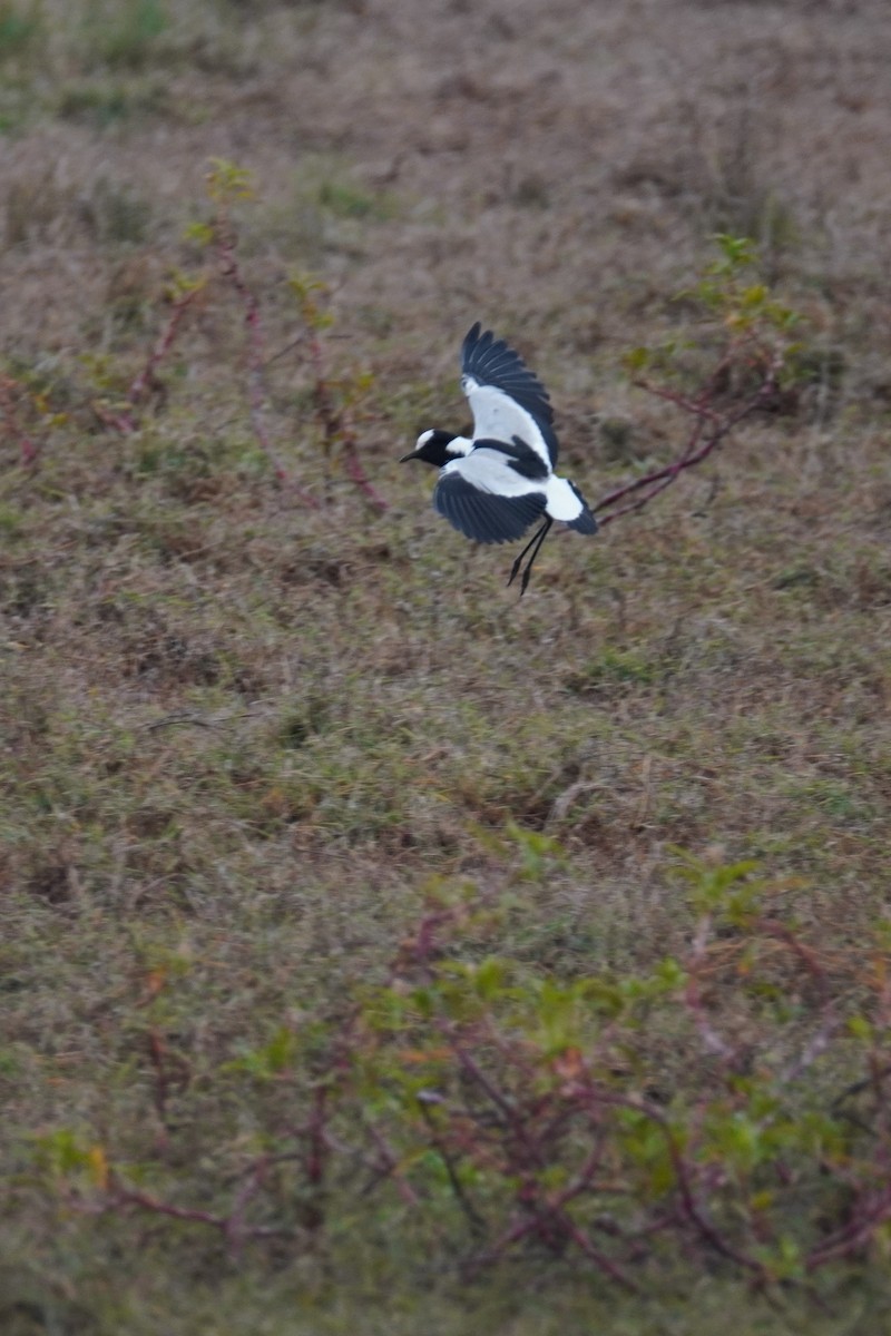 Blacksmith Lapwing - ML608524457