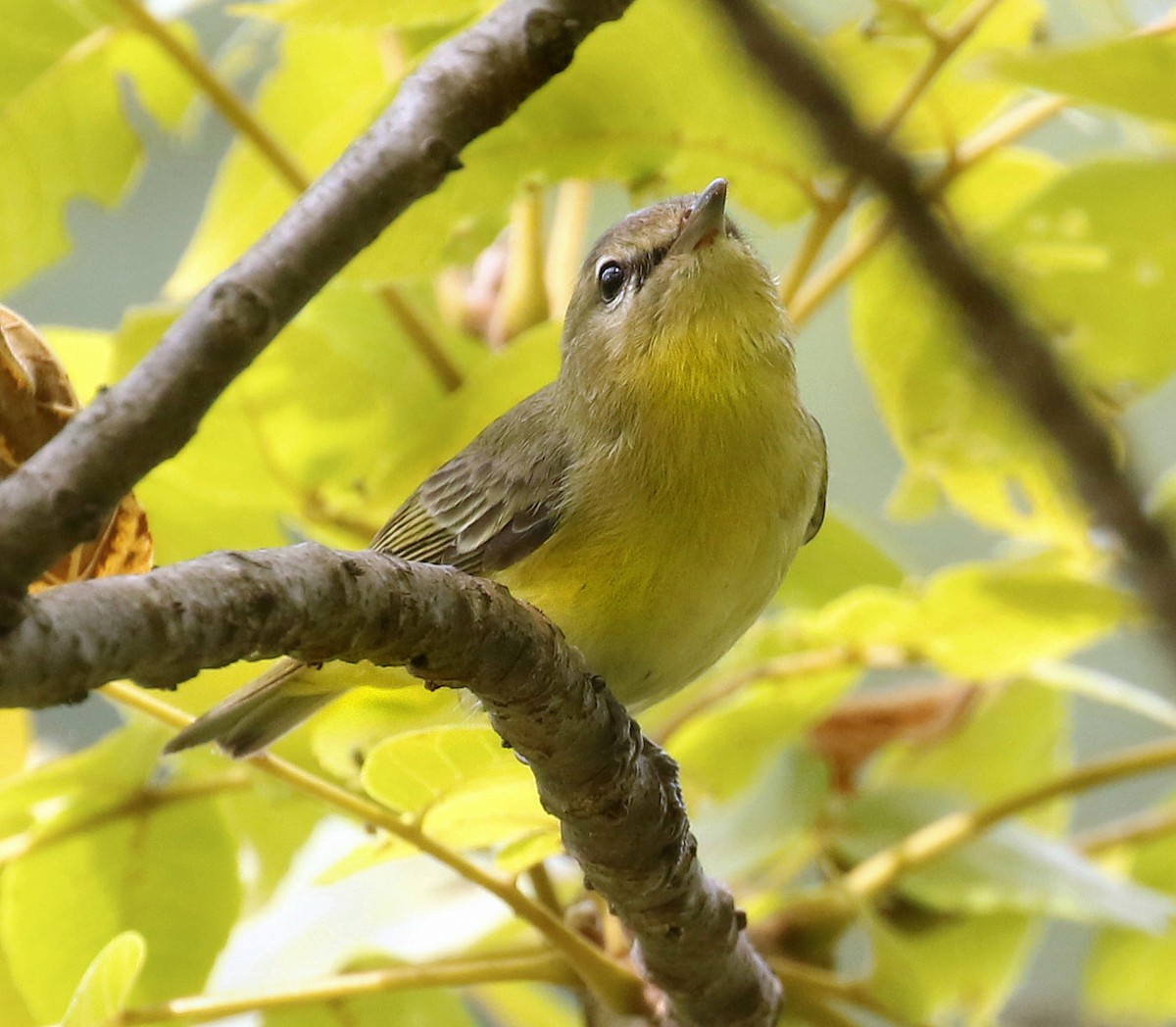 Philadelphia Vireo - ML608524491