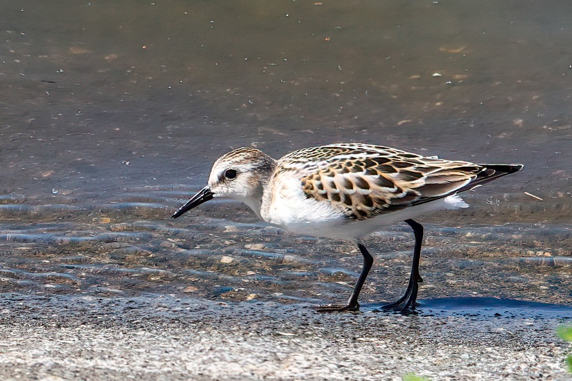 Little Stint - A W