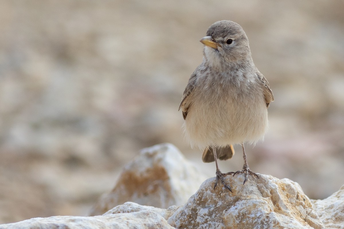 Desert Lark - Andrew Dreelin