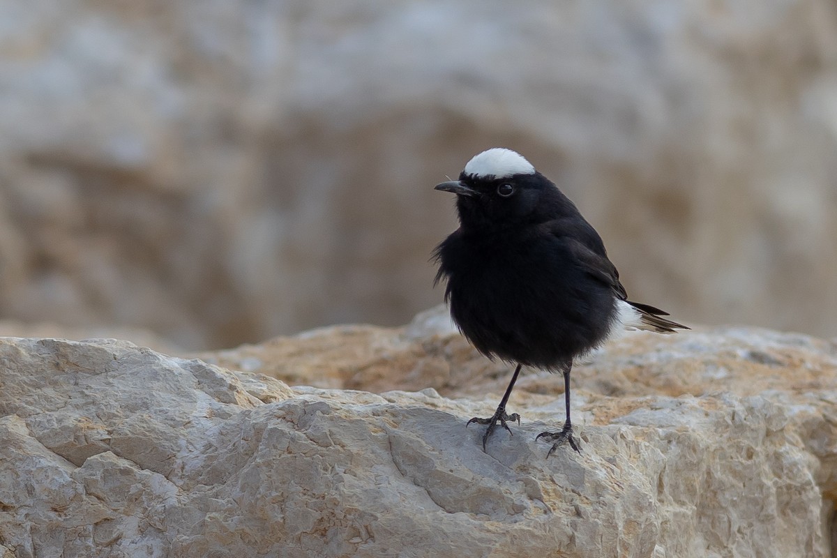 White-crowned Wheatear - Andrew Dreelin