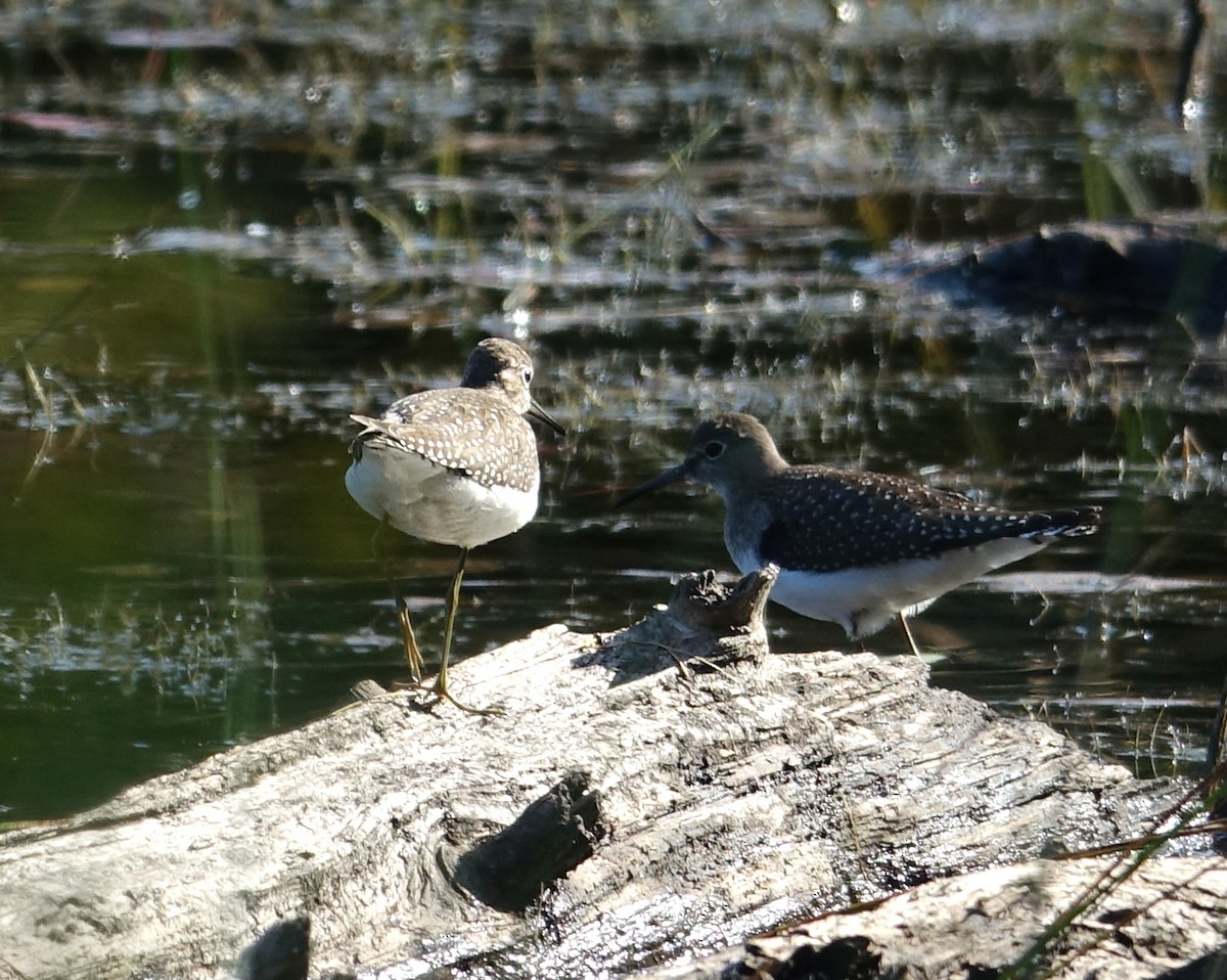 Solitary Sandpiper - ML608524567