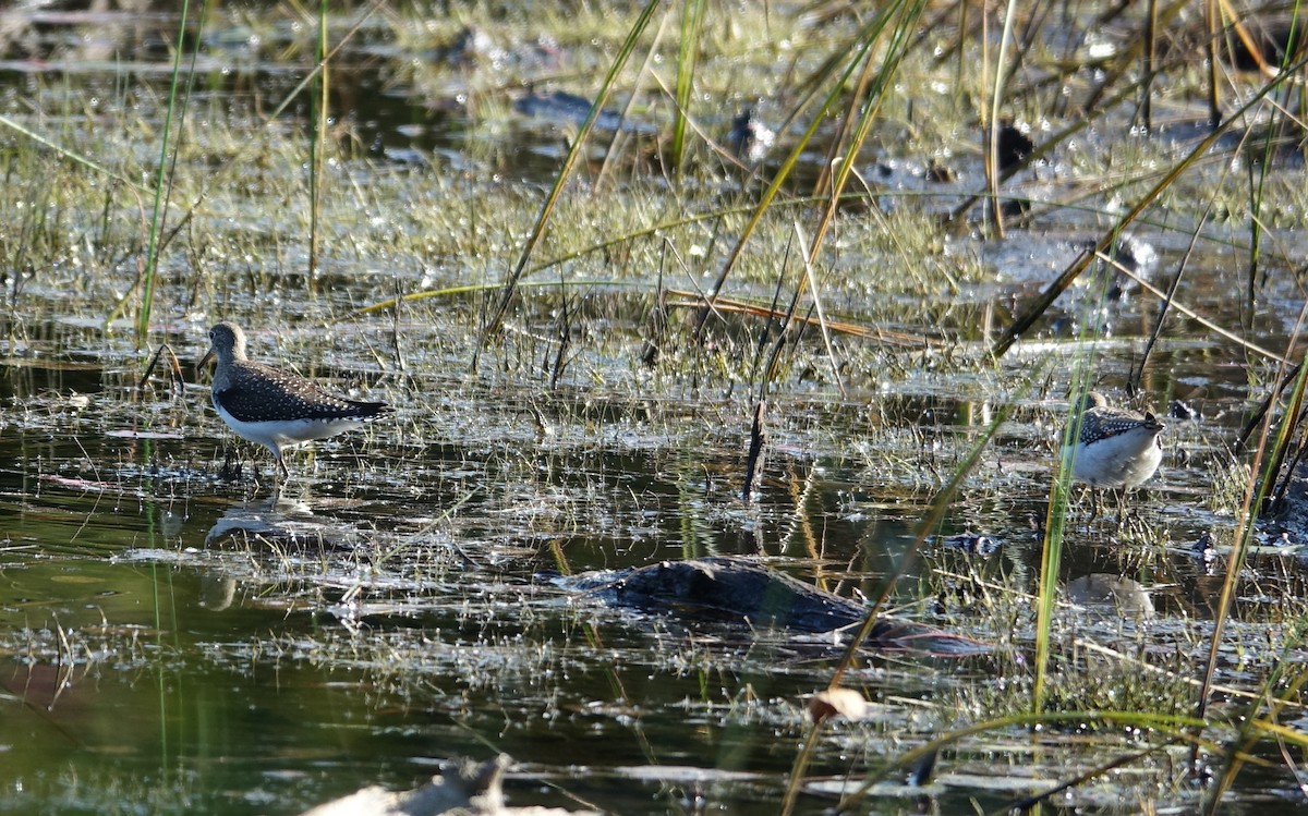 Solitary Sandpiper - ML608524568