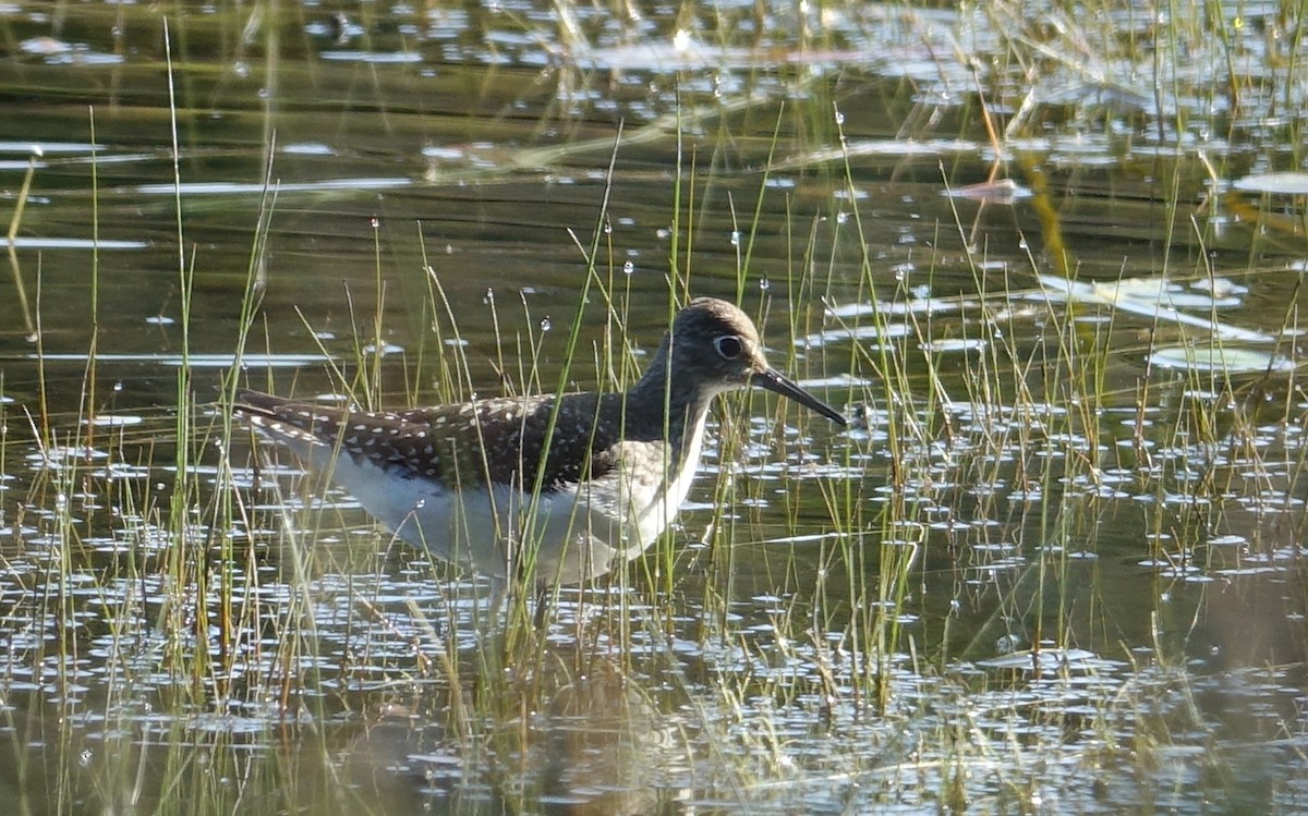 Solitary Sandpiper - ML608524569