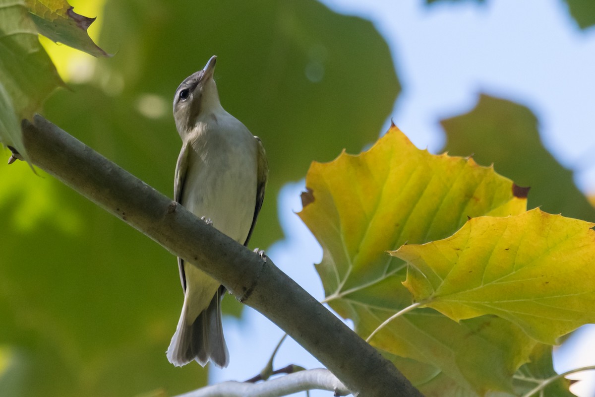 rødøyevireo - ML608524703