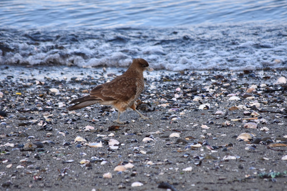 Chimango Caracara - Fernando  Pizarro