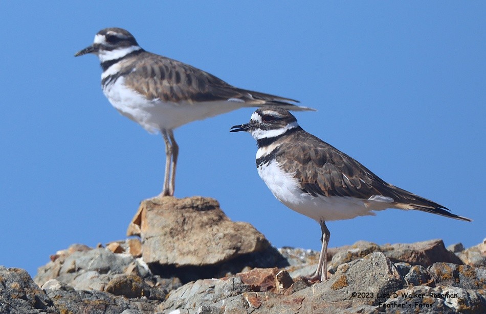 Killdeer - ML608524736
