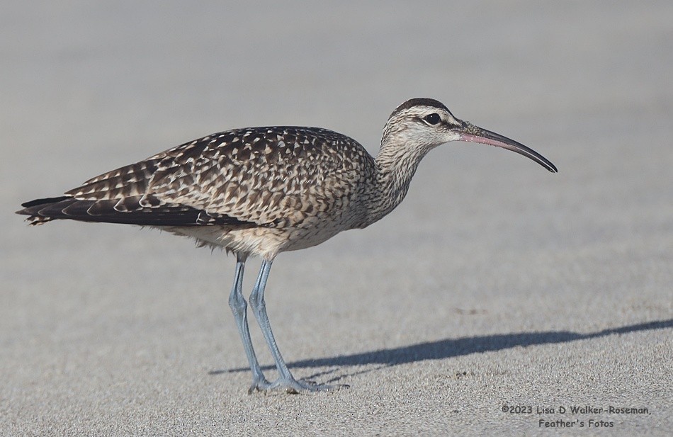 Whimbrel - Lisa Walker-Roseman