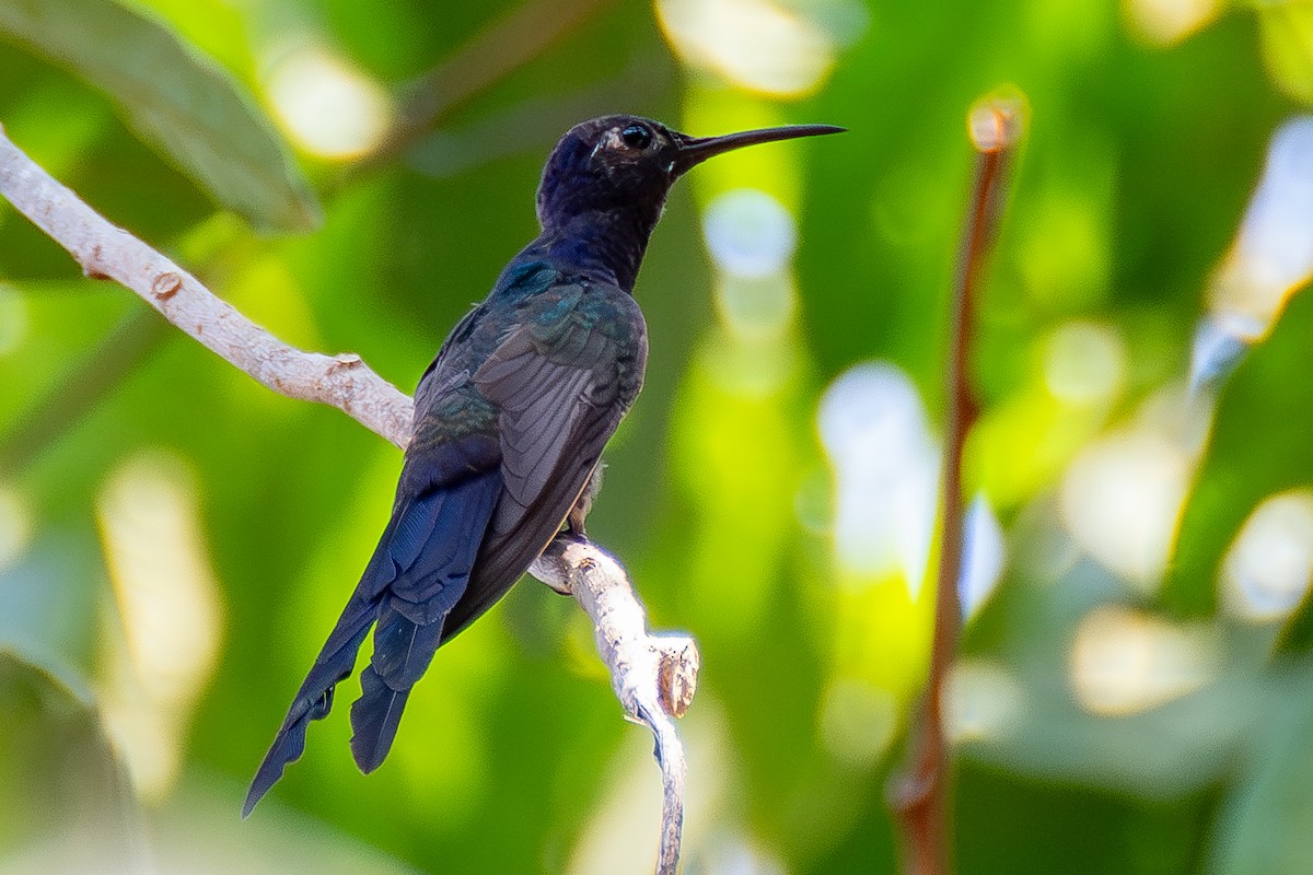 Swallow-tailed Hummingbird - ML608524785