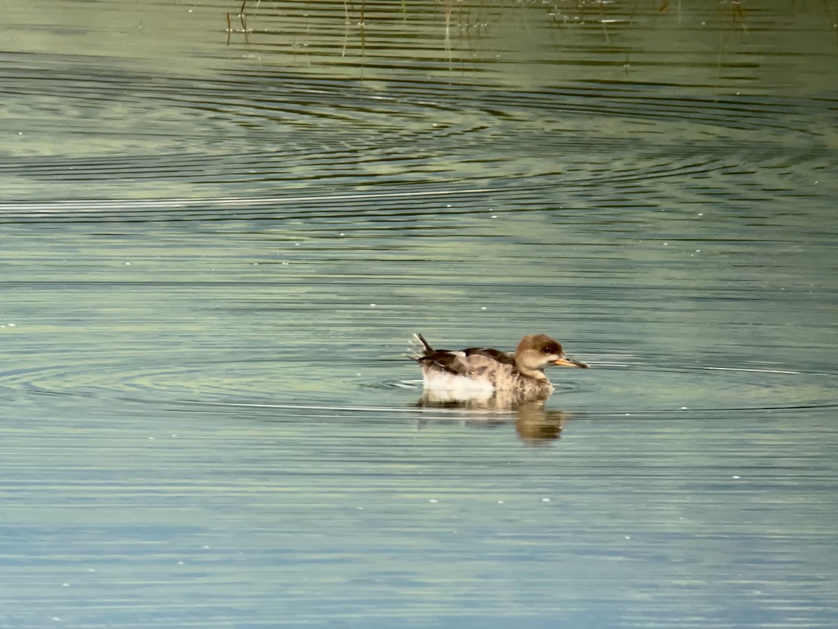 Hooded Merganser - ML608524838