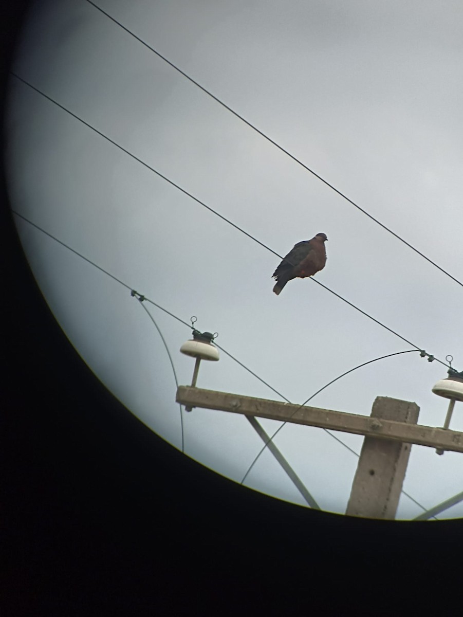 Chilean Pigeon - ML608524942