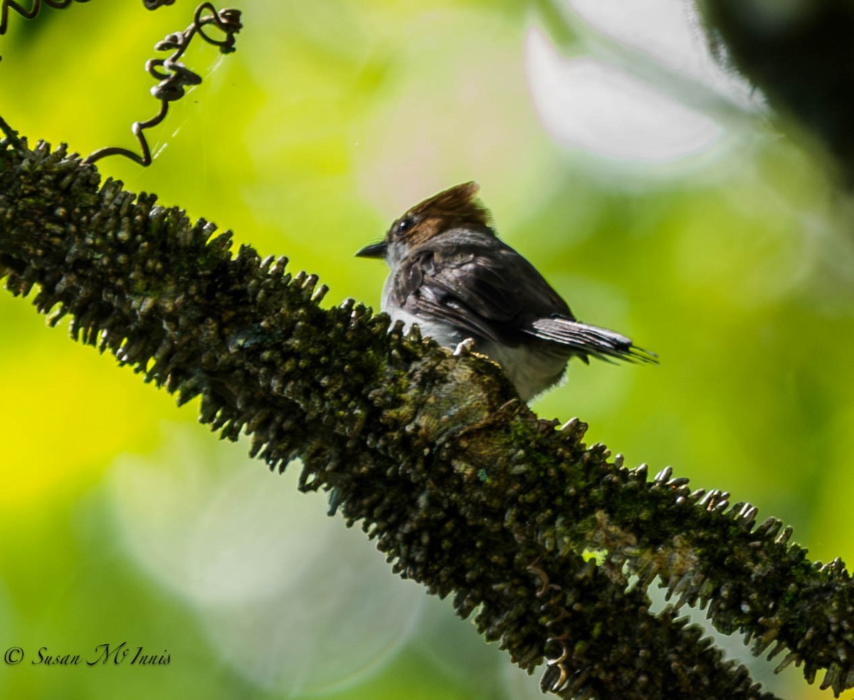 Chestnut-crested Yuhina - Susan Mac