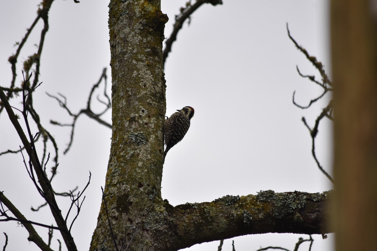 Striped Woodpecker - Fernando  Pizarro