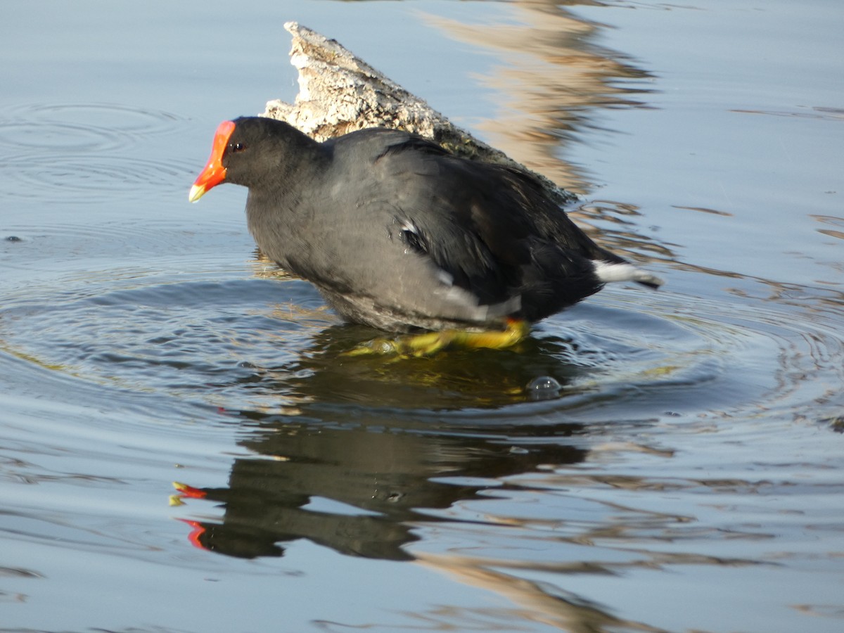 Gallinule d'Amérique - ML608525012