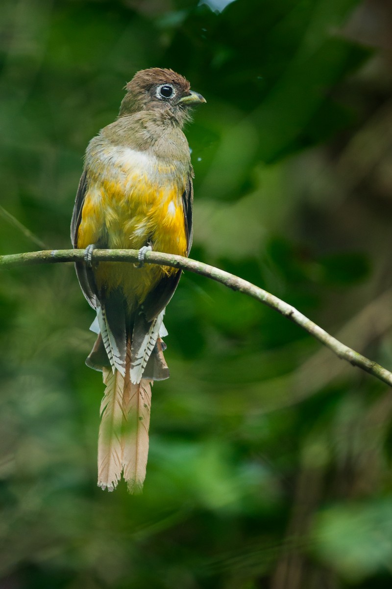 Atlantic Black-throated Trogon - Jérémy Calvo