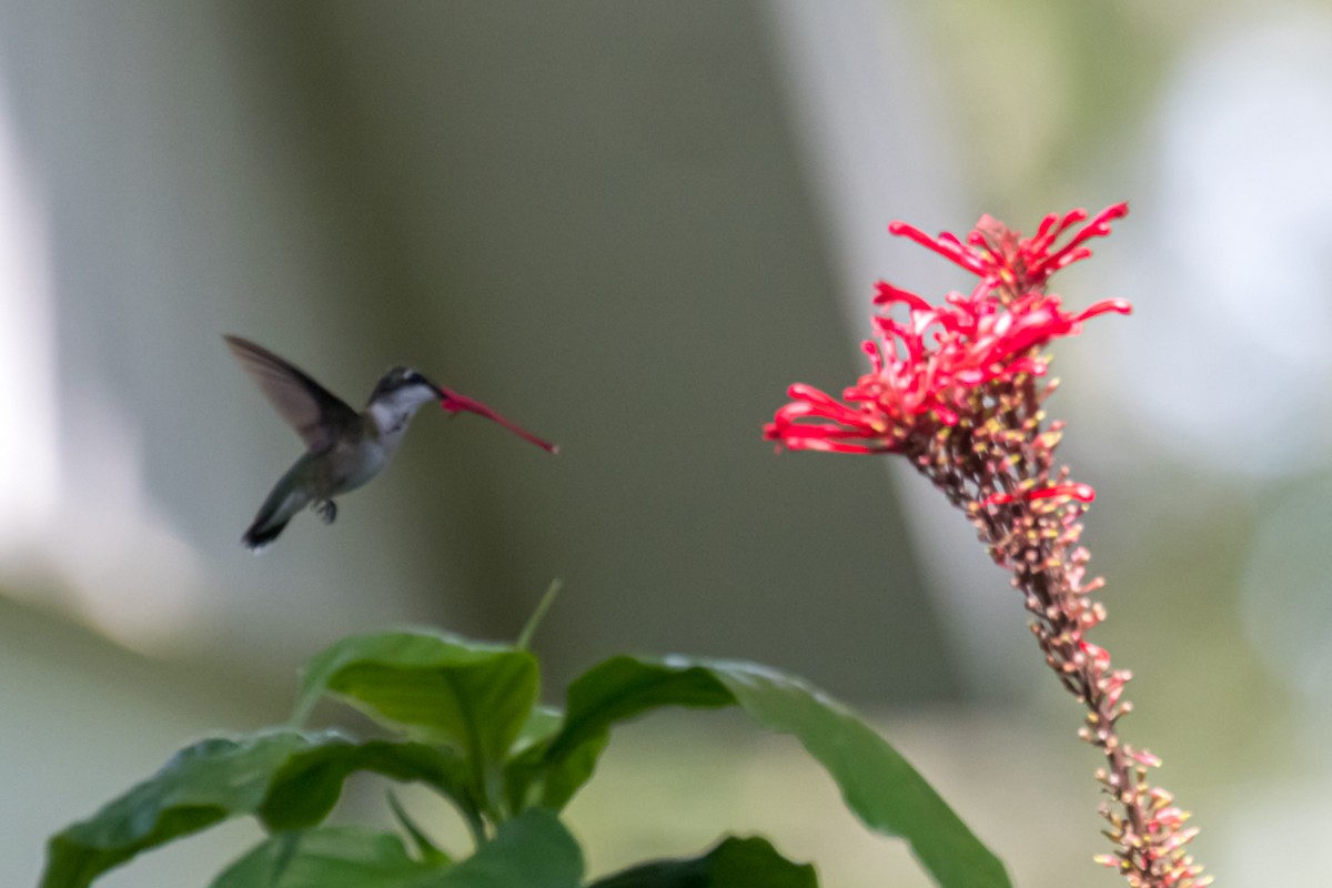 Colibrí Gorjirrubí - ML608525256