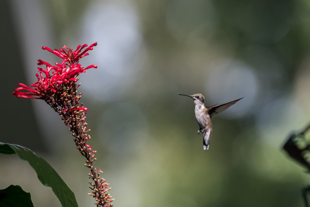 Ruby-throated Hummingbird - Gabrielle Harrison