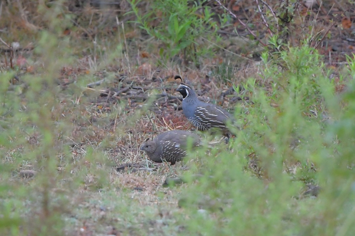 California Quail - ML608525332