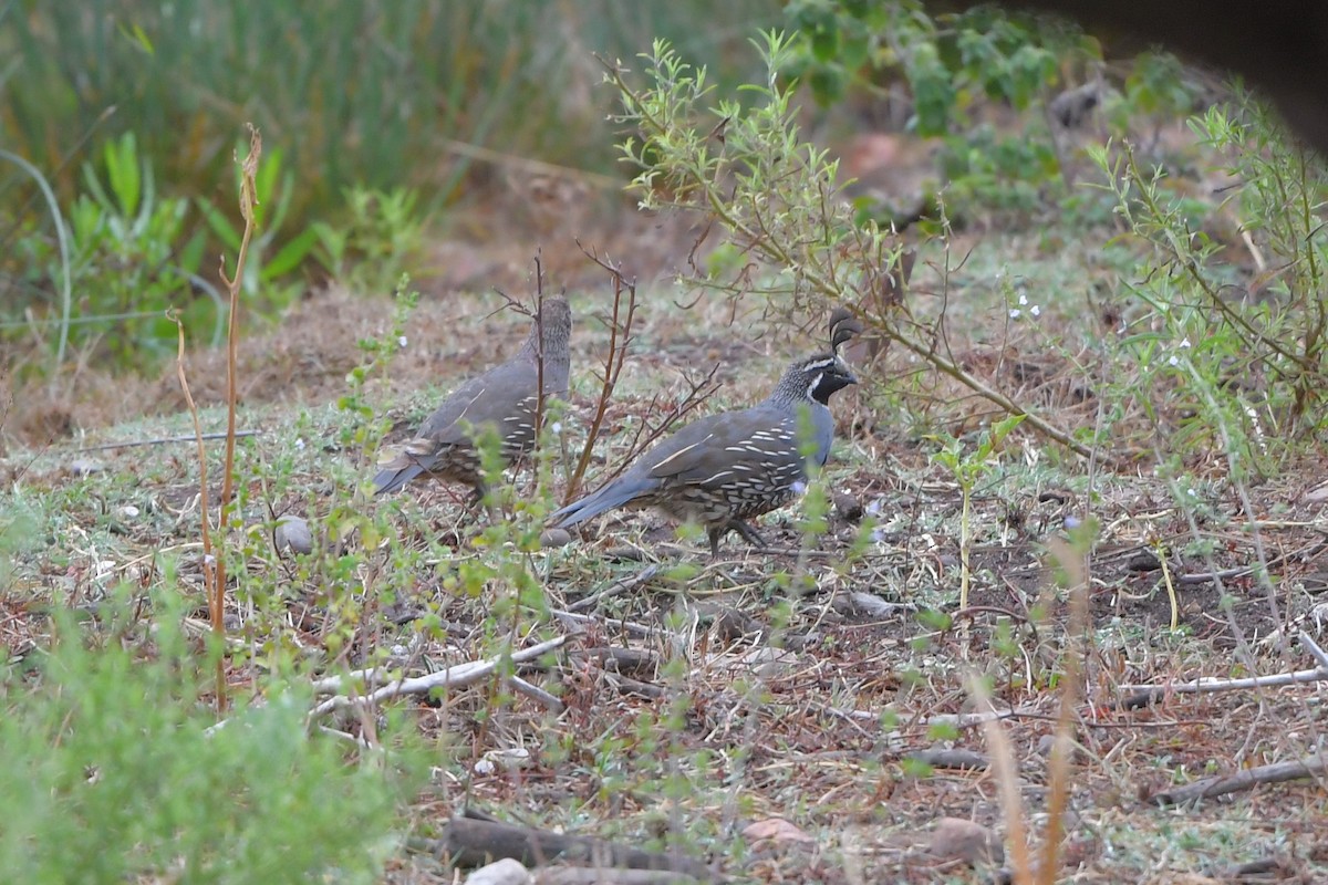 California Quail - ML608525338