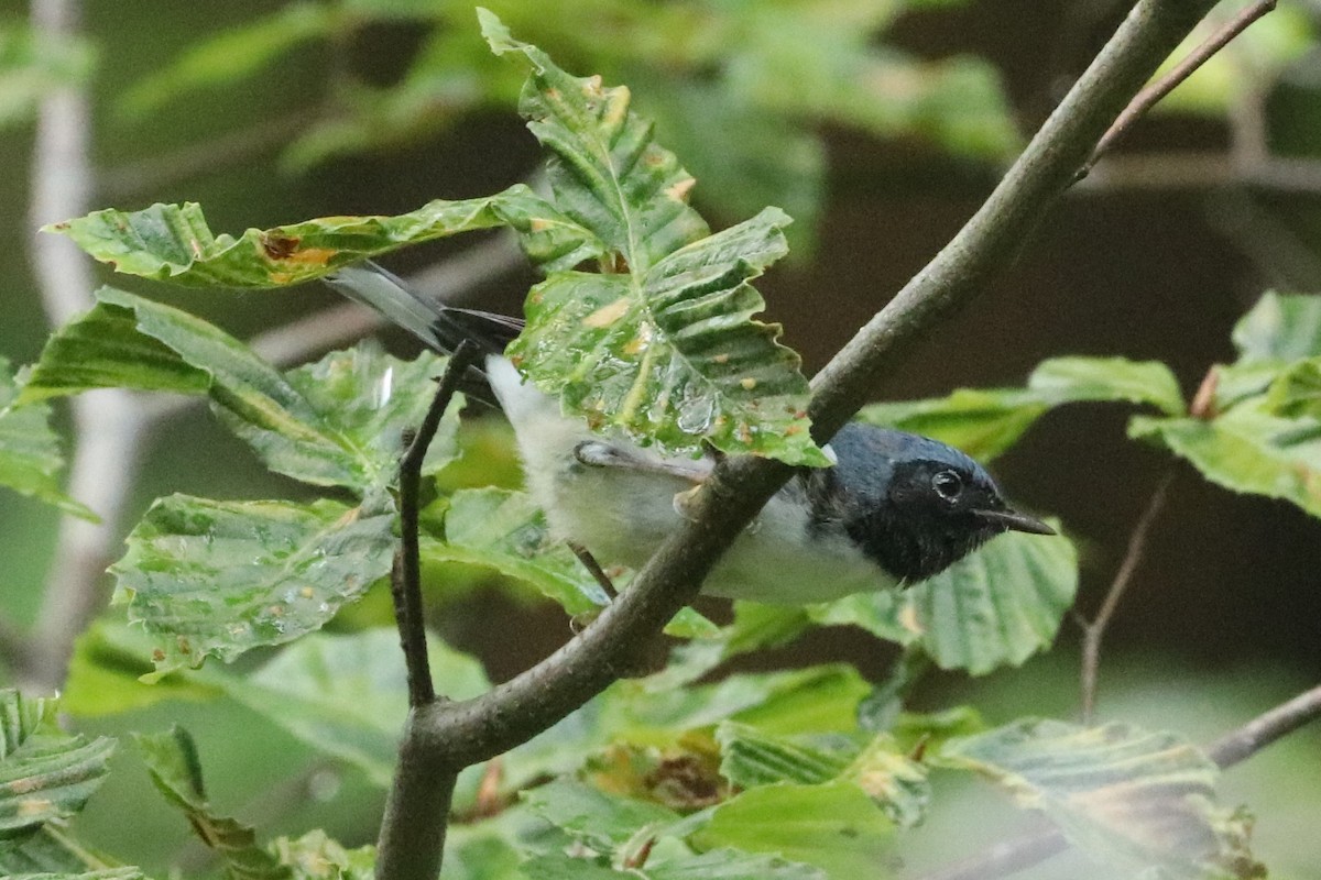 Black-throated Blue Warbler - ML608525374