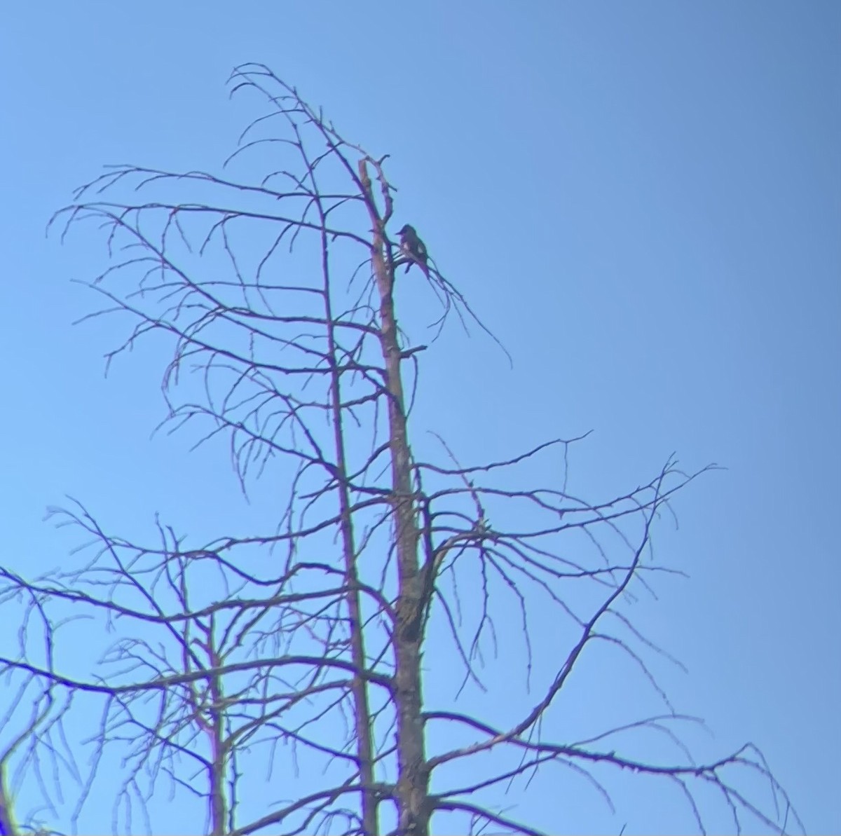 Olive-sided Flycatcher - Jeff Marks