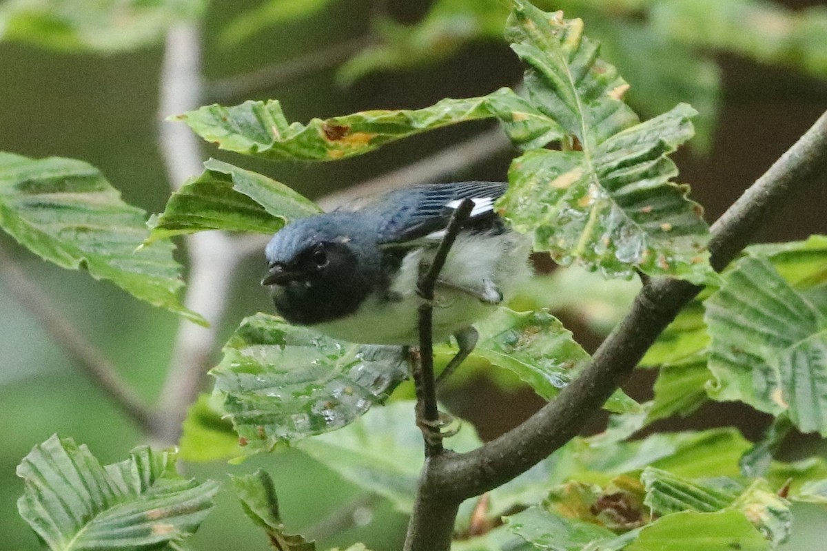 Black-throated Blue Warbler - ML608525421