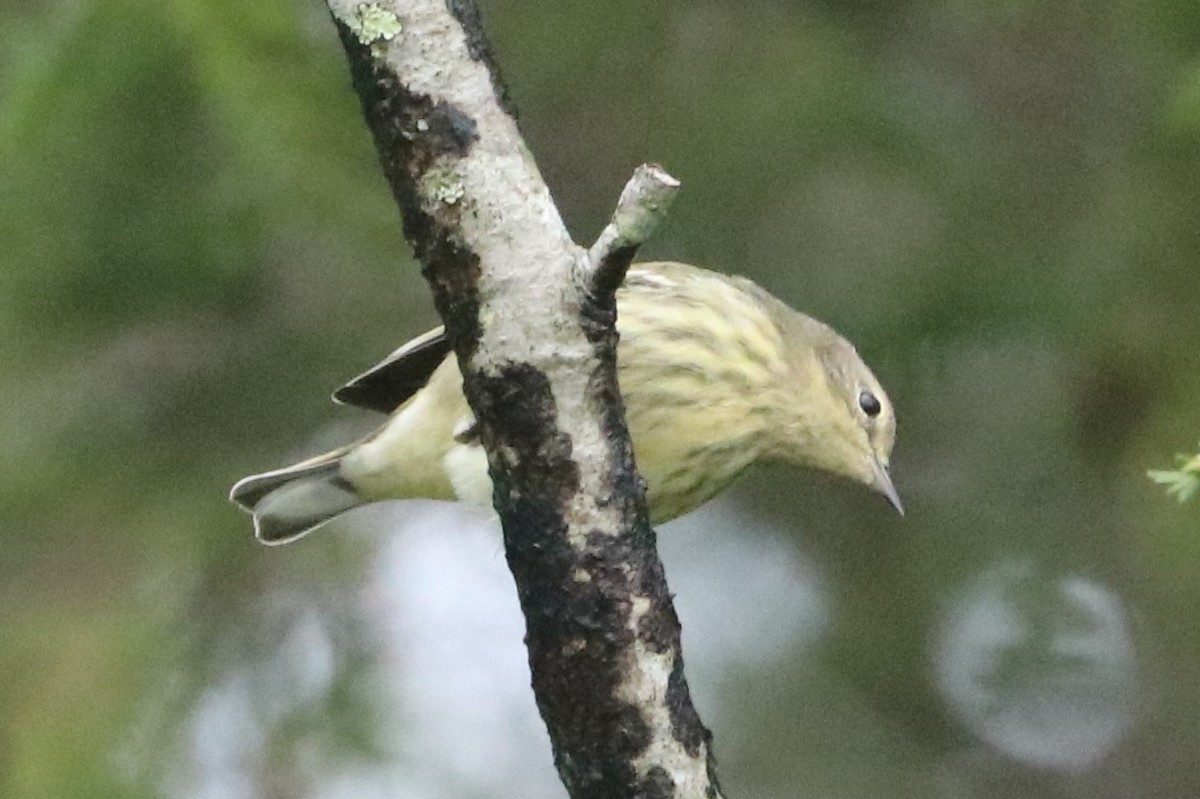 Cape May Warbler - ML608525441