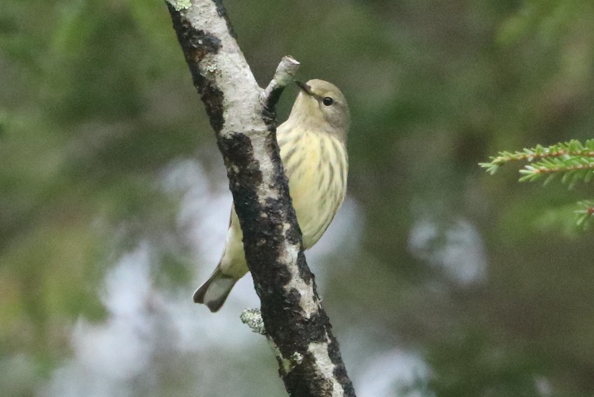 Cape May Warbler - Douglas Gross