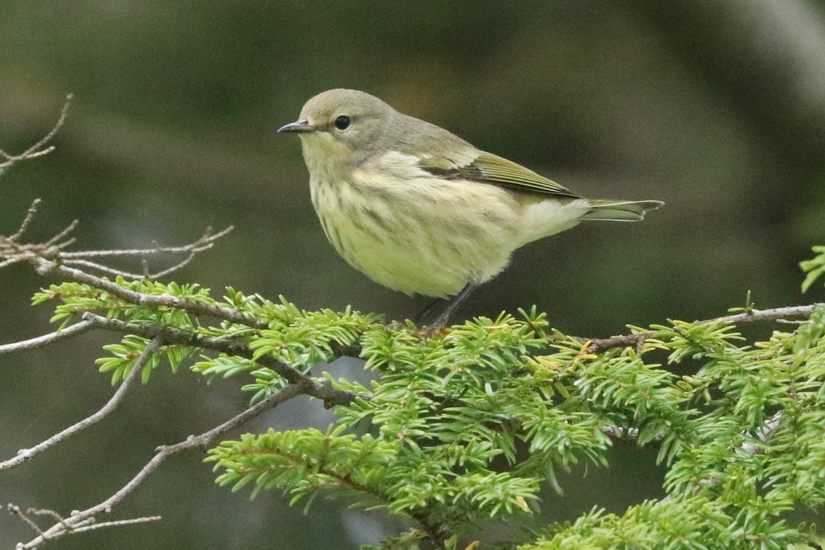 Cape May Warbler - ML608525452