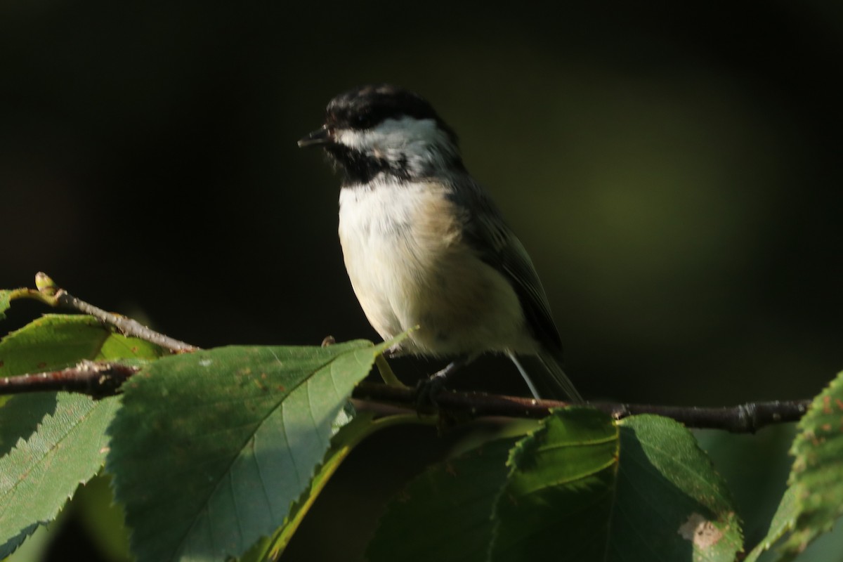 Black-capped Chickadee - ML608525474