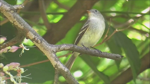 Least Flycatcher - ML608525499