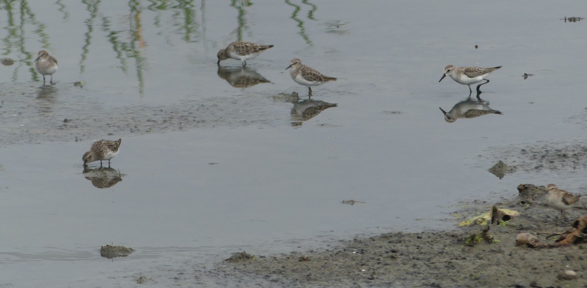 Wiesenstrandläufer - ML608525540