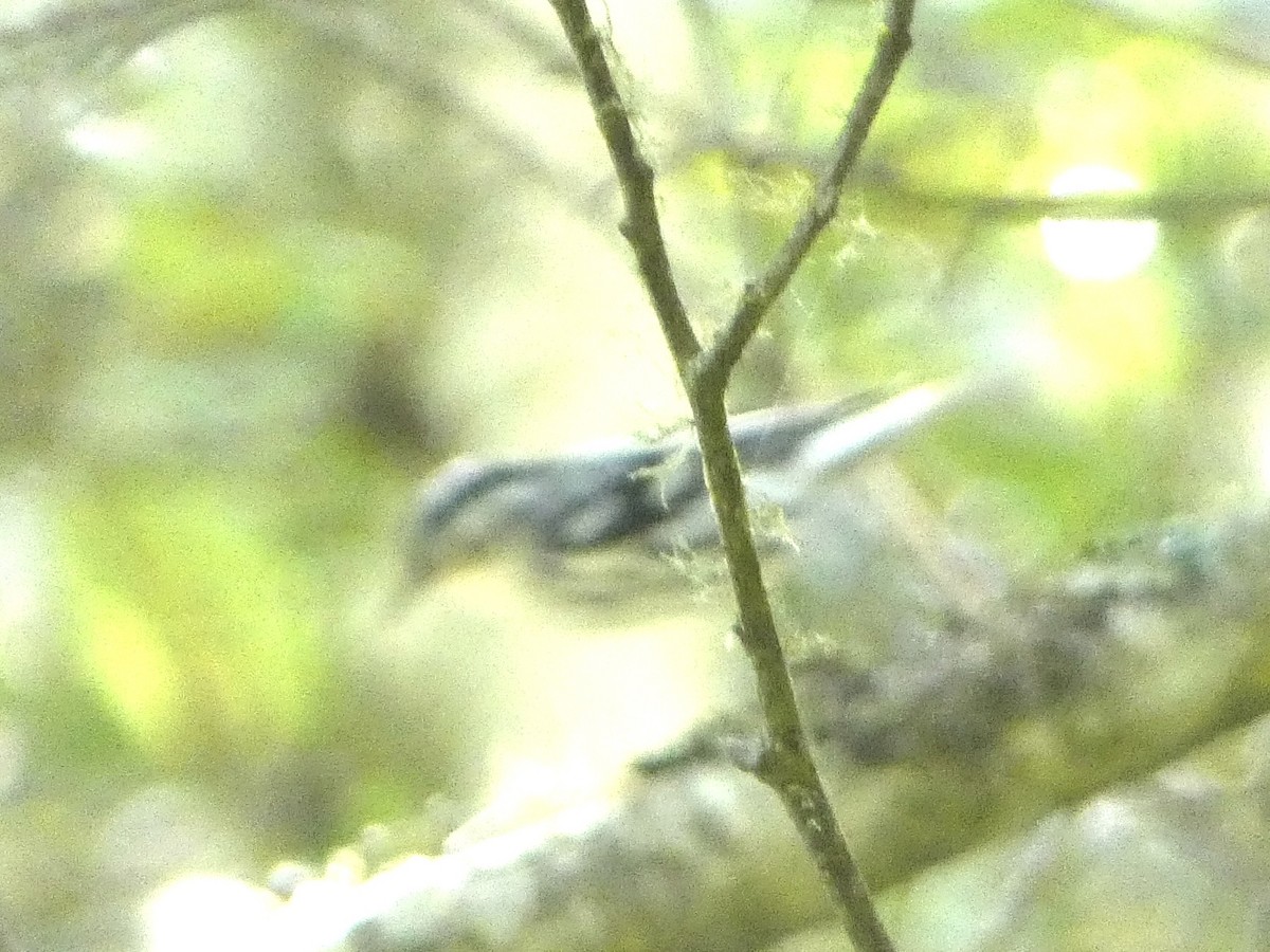 Black-and-white Warbler - Marty Freeland