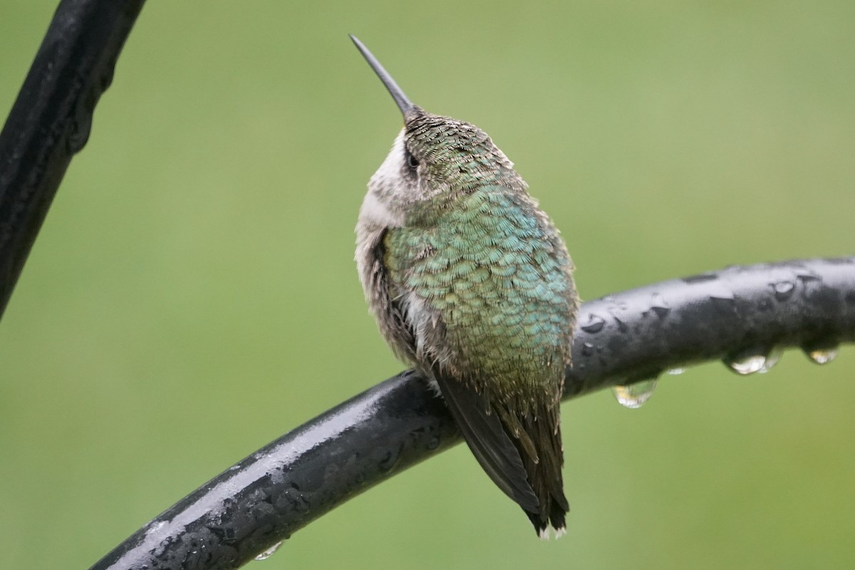 Ruby-throated Hummingbird - ML608525764