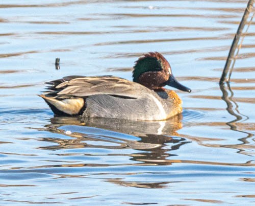 Green-winged Teal - Carlton Cook