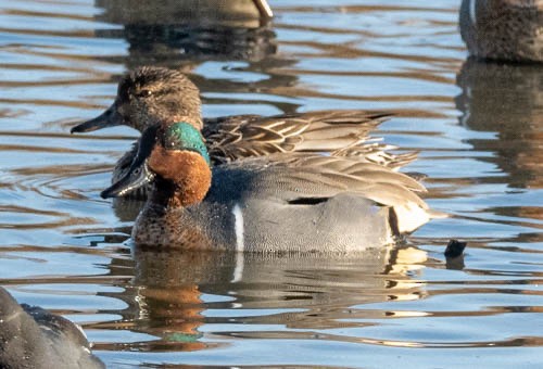 Green-winged Teal - Carlton Cook