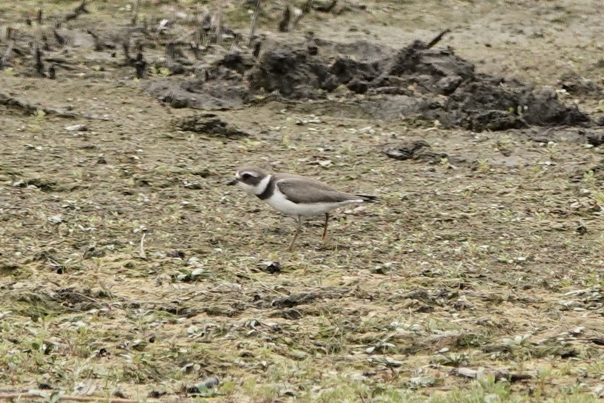 Semipalmated Plover - ML608525819