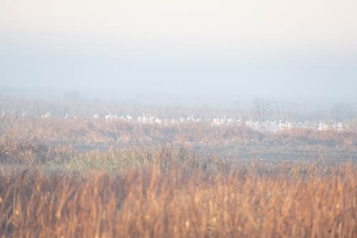 American White Pelican - ML608525856